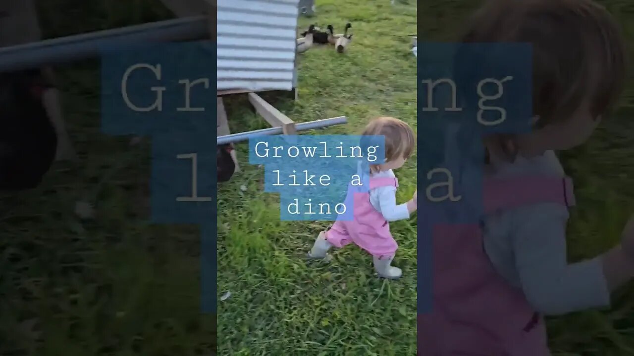 chickening 101 part 2 #shorts #chicken #video #ducks #homestead #farm