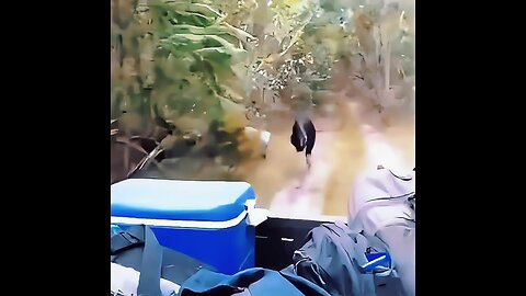 Cassowaries, from New Guinea and northeastern Australia, reach 50 km/h, jump 1.5 m, and swim adeptly