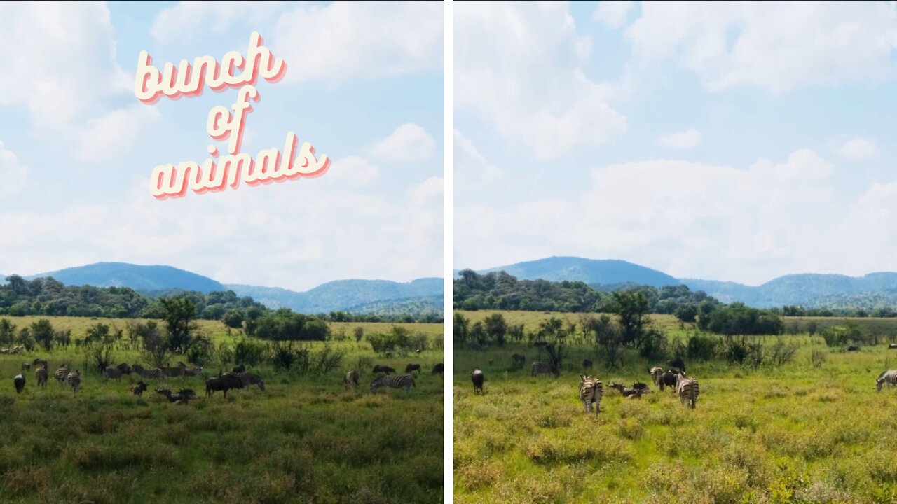 Time lapse of the animals eating grass