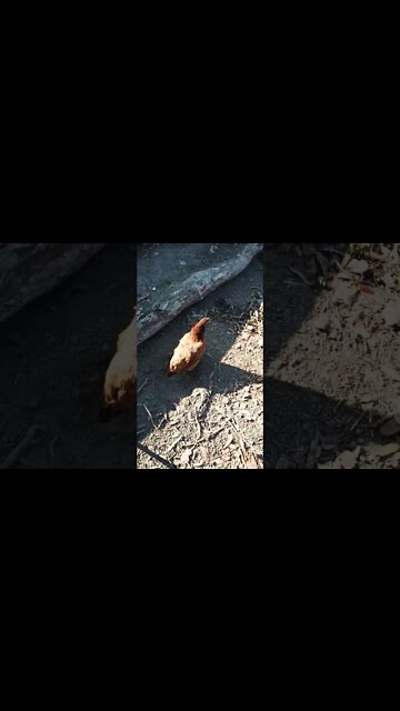 Still dust bathing, covered in dirt 25th October 2022