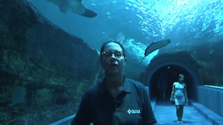 SOUTH AFRICA - Cape Town - Santa at Two Oceans (Video) (QRh)