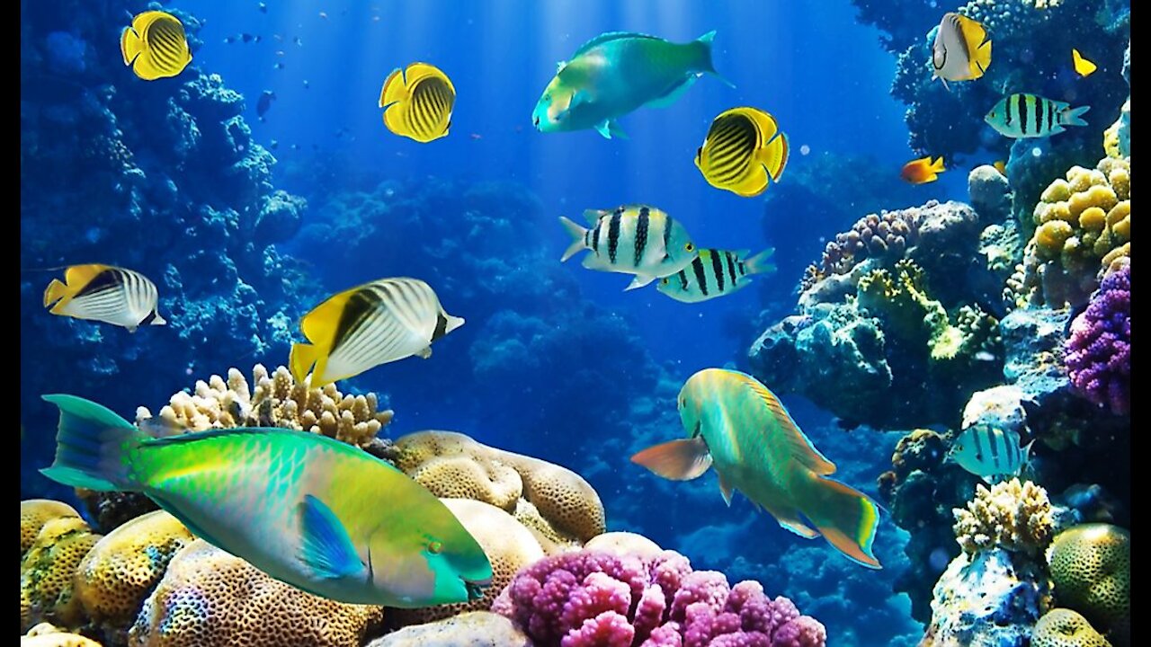 Beautiful Coral Reef Fish, Relaxing Ocean Fish, & Stunning Aquarium