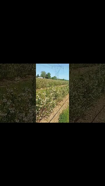 Blueberry fields forever