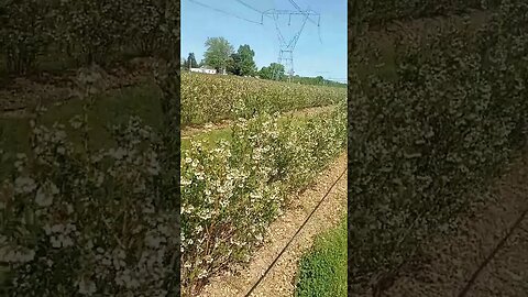 Blueberry fields forever
