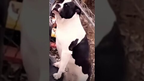 Wow How cute 😂❤️ please get this viral | #viral | #funnydogs | #trending | #shorts