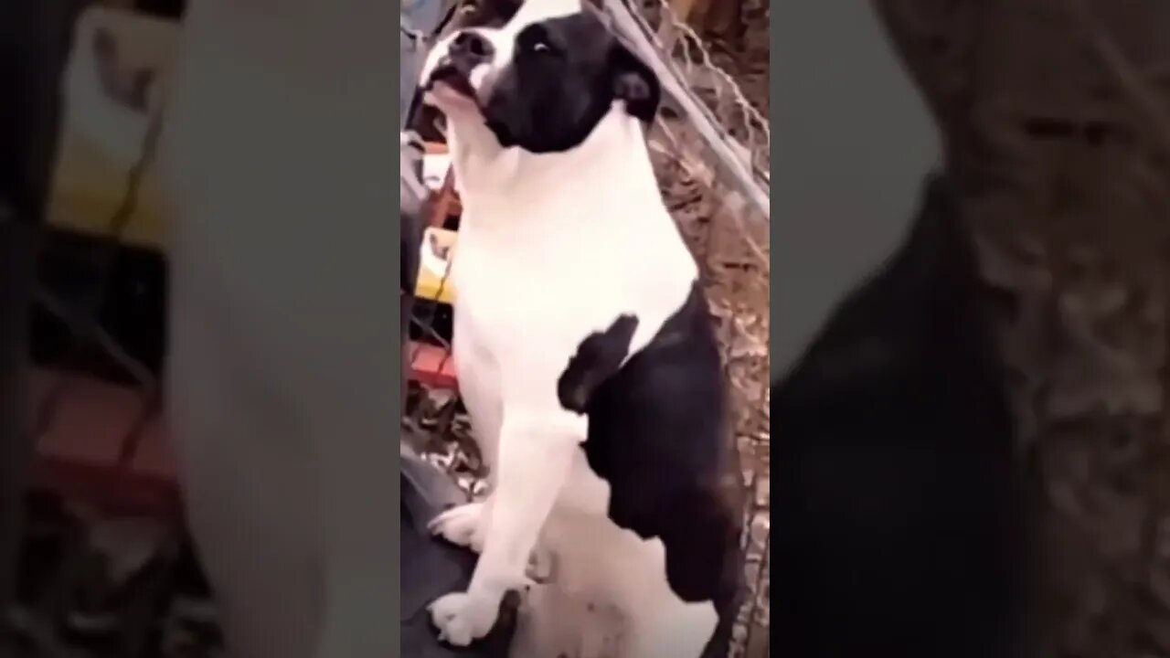Wow How cute 😂❤️ please get this viral | #viral | #funnydogs | #trending | #shorts