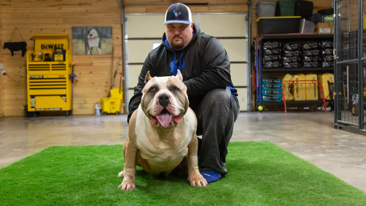 Huge 180lb Bully Challenges Dad's Record Weight | BIG DOGZ