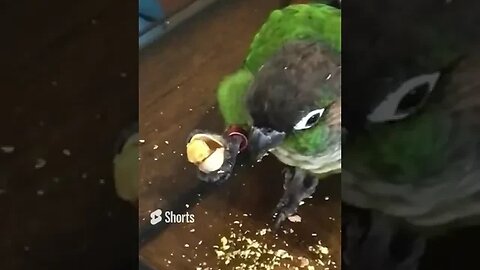 My bird eating a pistachio 🥜