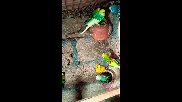 budgie colony part 2