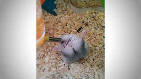 Hamster drinking water in the laziest possible way