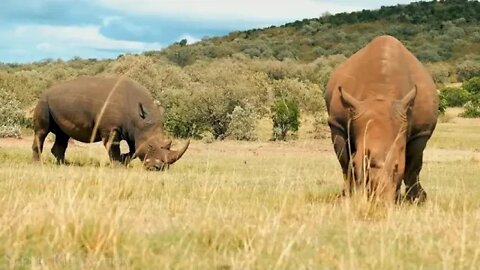 Animals ~ of ~ Africa ~ 4K ~ ~ Scenic ~ Relaxation ~ Film With Calming Music