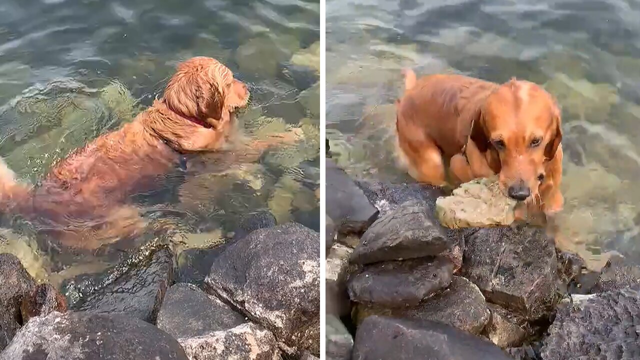 Golden Retriever Obsessed With Collecting Rocks From Lake Bottom