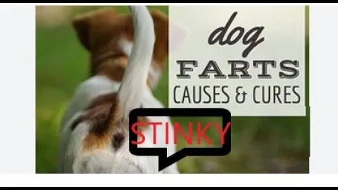 DOG Farts REEL Quick STINKY