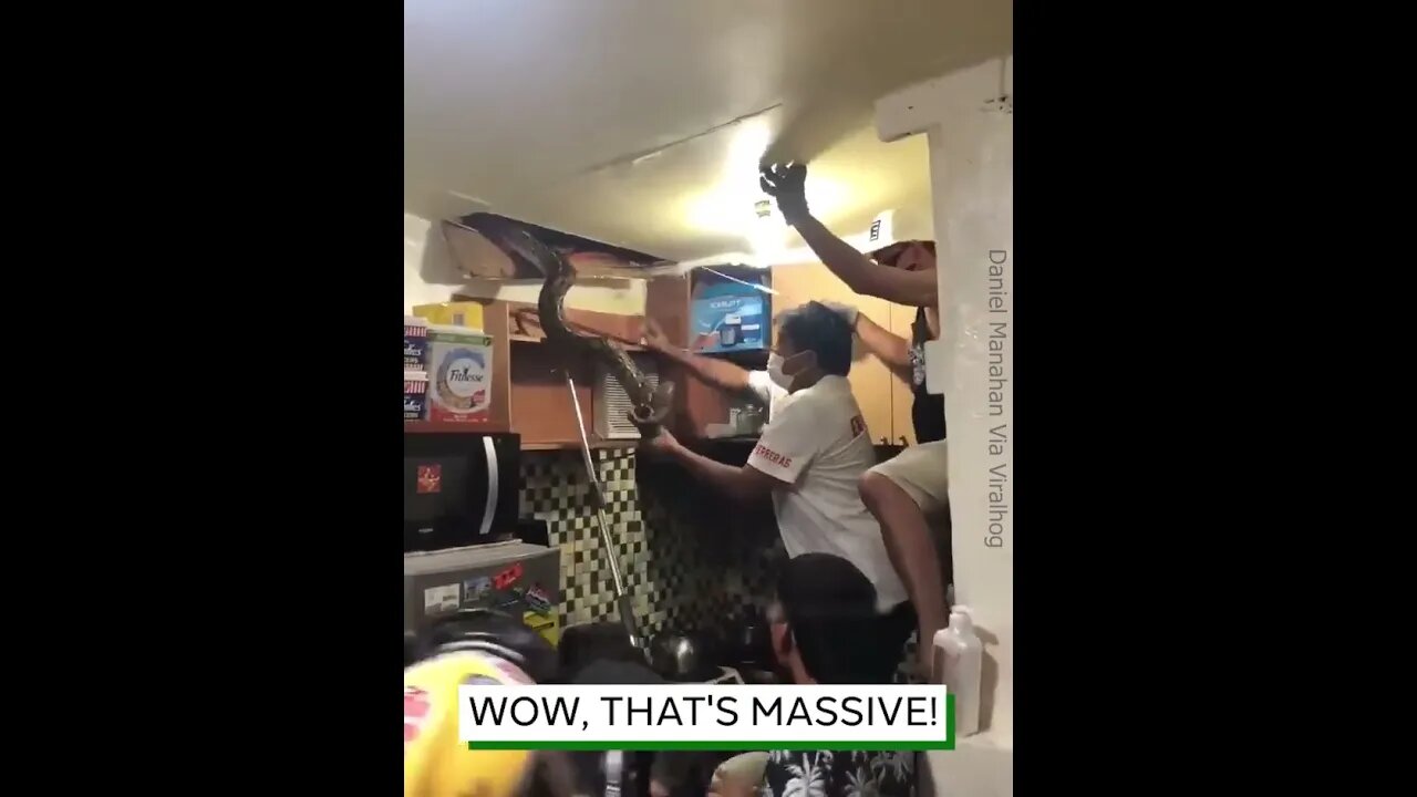 Giant Snake Removed From Ceiling hd