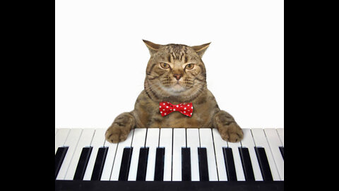 A Cat Jumping Away From The Piano Keyboard