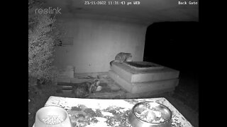 Rustys cat top & whinger Ninja