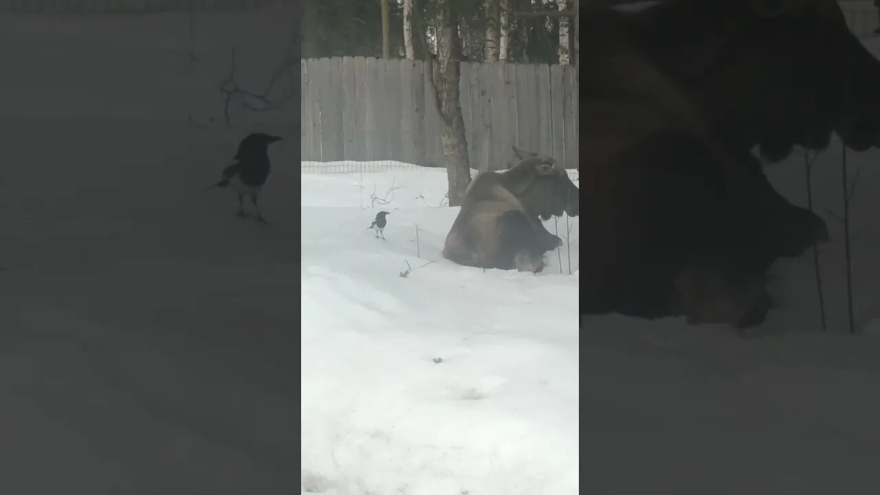 Typical Alaskan Backyard #animalshorts #alaskawildlife #funnyanimals #naturelovers