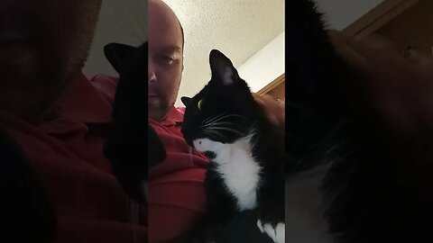 Cat on the lap #shortsfeed #shortsvideo #youtubeshorts #catvideos #catshorts