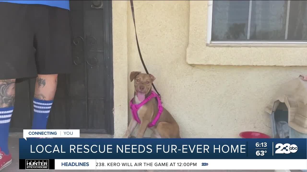 Bakersfield pup suffering from animal abuse needs fur-ever home