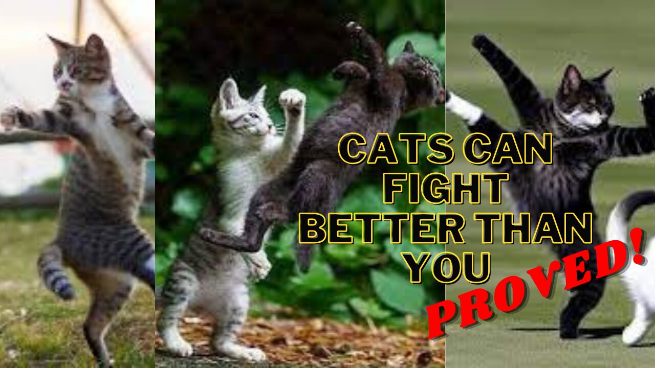 Kang Fu Cats | Proof that Cats can fight better than you | Funny Completion Ep 2