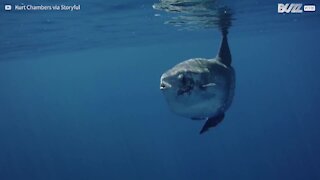 Incontro speciale tra sommozzatori e un pesce luna gigante