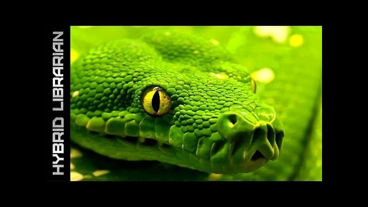 World's 10 Most Dangerous Snakes (with SnakeBytesTV)