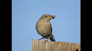 House Wren's Nest