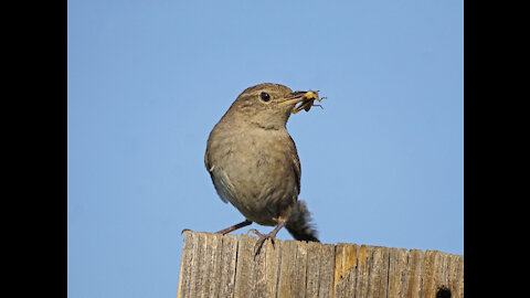 House Wren's Nest