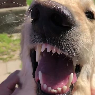 Golden Retriever "smiles" every time he gets pet