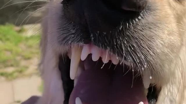 Golden Retriever "smiles" every time he gets pet