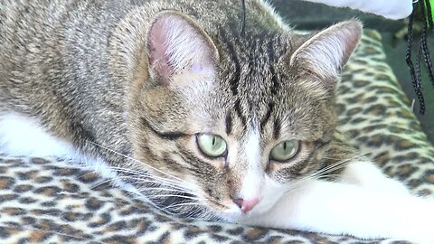 A Beautiful Cat Is Sleepy