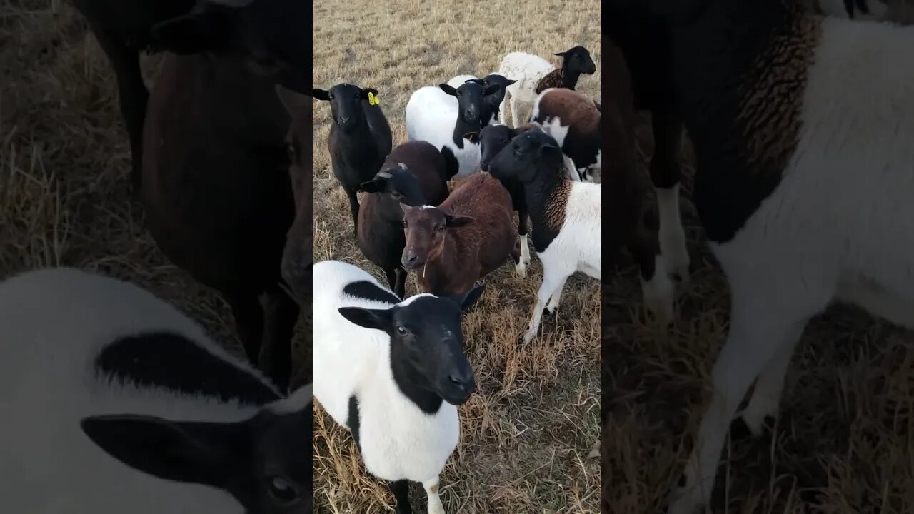 Curious Chickens and Rambunctious Sheep! #homesteading #animals #chickens