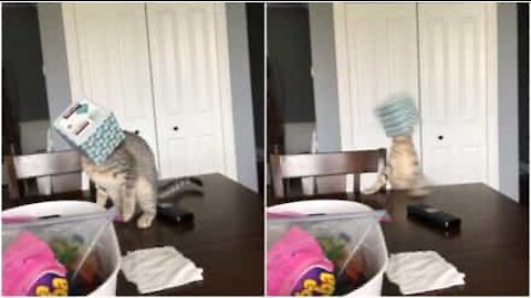 Misty, il gatto più impacciato del mondo