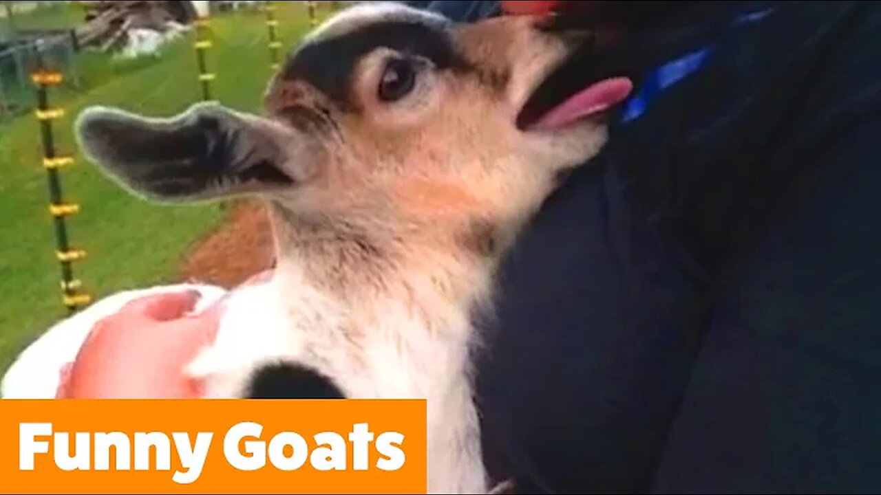 Cutest Goats | Funny Pet Videos