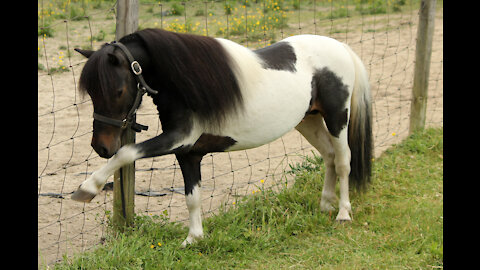 Romeo of Barefoot Miniature Horses Spring Zooms