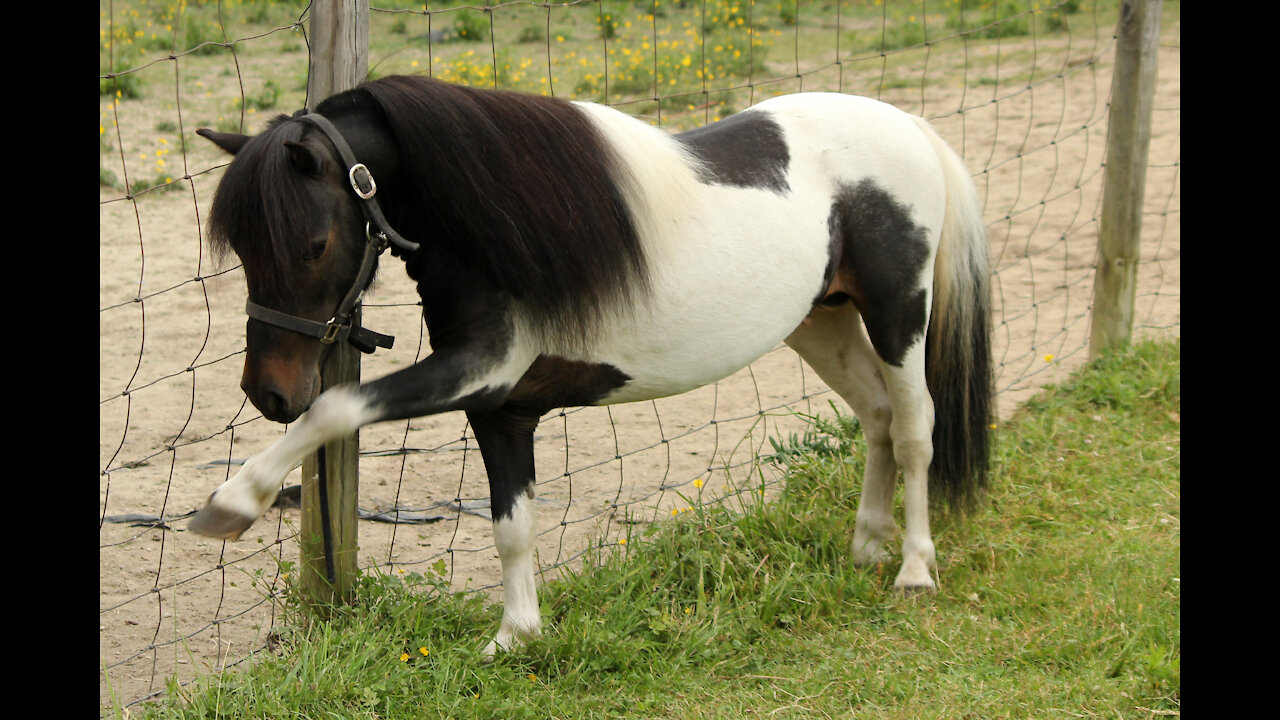 Romeo of Barefoot Miniature Horses Spring Zooms