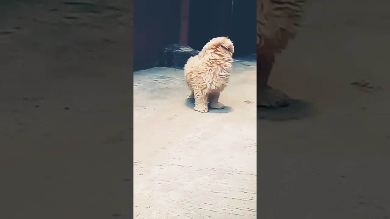 Beautiful Lhasa Apso Dog #shorts #doglover