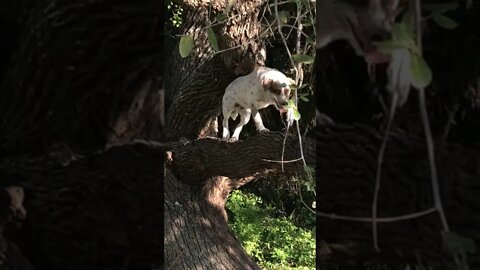 Watch out squirrels!
