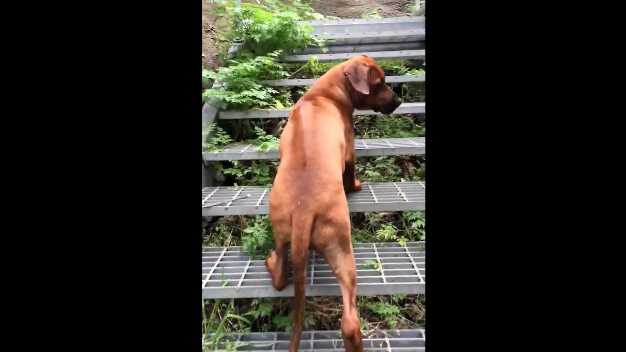 Mister Brown The Rhodesian Ridgeback; loyal even unto the steps of hell