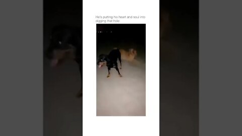 😂🐶 #shorts #shortsvideo #funny #dog #fyp