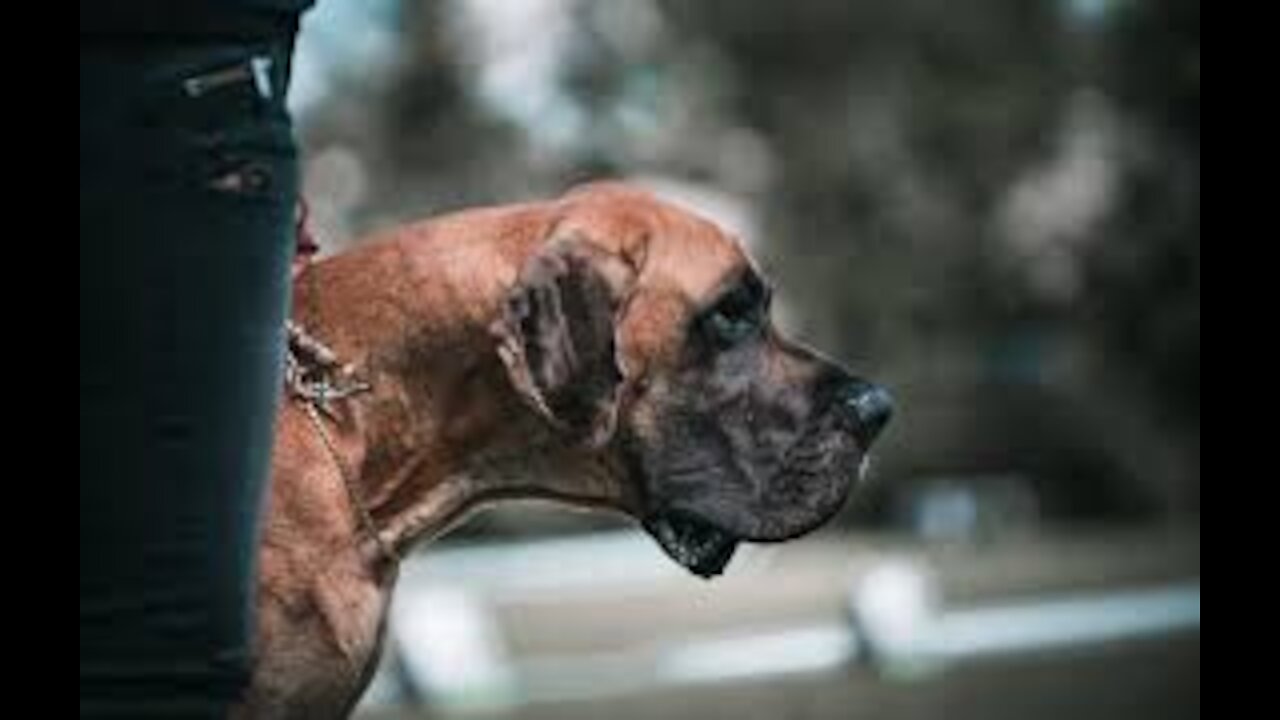 TOP 10 BRAVEST DOGS IN THE WORLD