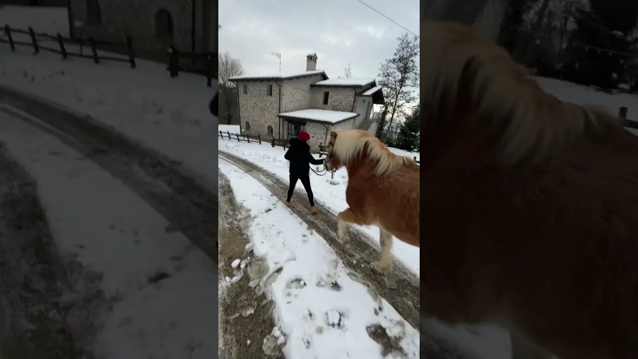 GOT my Girlfriend a Pony for Christmas 🎅🦄