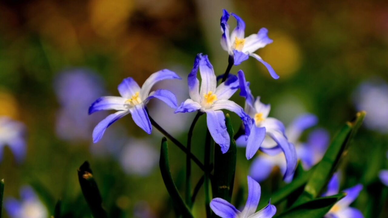 "From Spring Blooms to Fall Foliage: The Beauty of Blue Star Flowers"