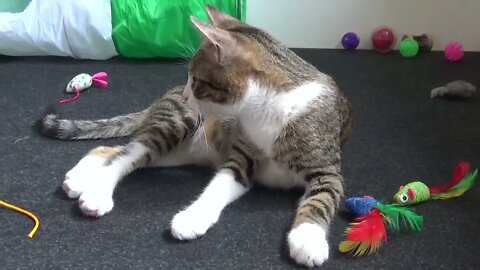 Kitten and His Many Toys