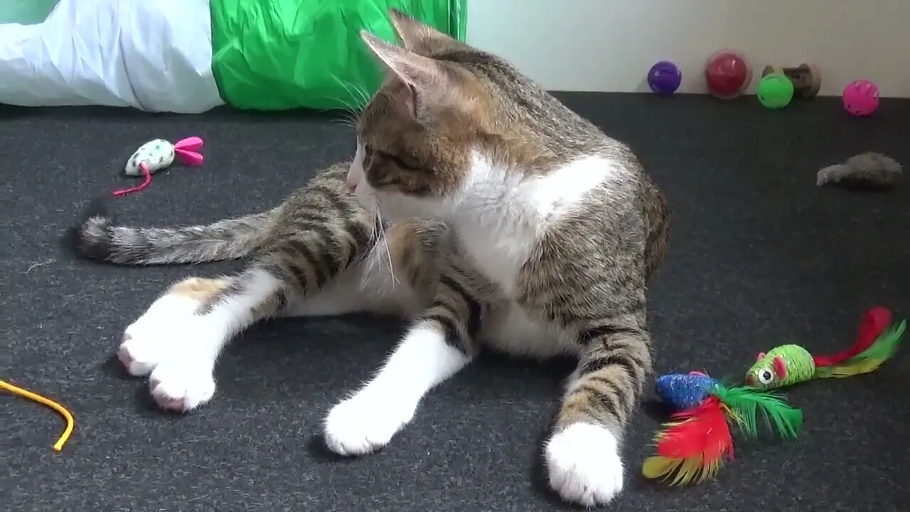 Kitten and His Many Toys