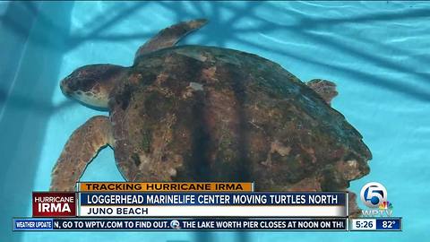 Palm Beach Zoo and Loggerhead Marinelife Center prep for Hurricane Irma