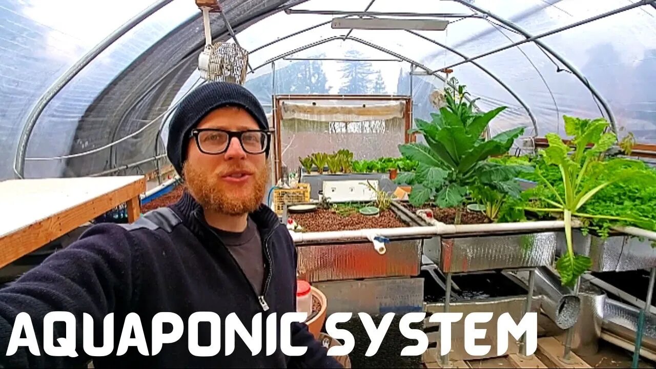 Green house aquaponic system update