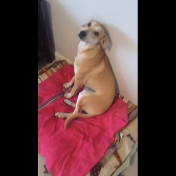 Guilty puppy gives herself away