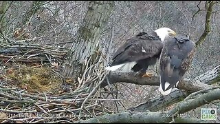 Hays Eagles Mom and Dad early Morning Mating 2023 01 26 809AM