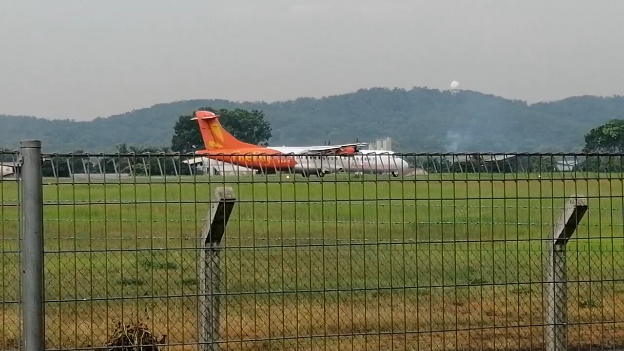 stray cats feed near airport planes